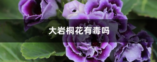 大岩桐花有毒吗