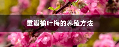 重瓣榆叶梅的养殖方法