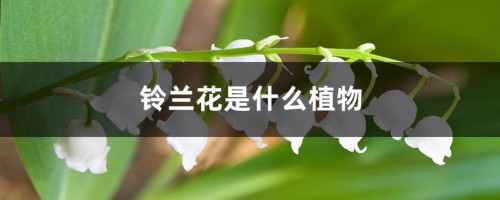 铃兰花是什么植物，有毒性吗