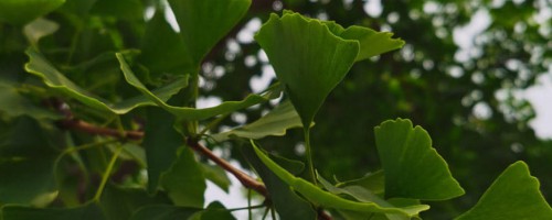 成都适合养什么花，市花和市树是什么