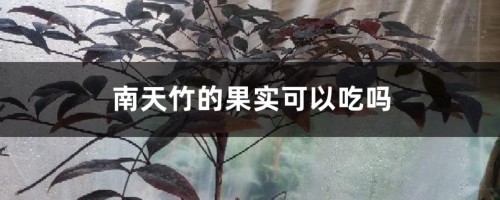 南天竹的果实可以吃吗，吃多少会中毒