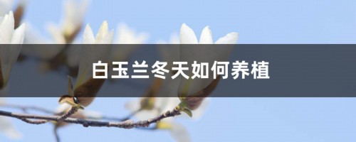 白玉兰冬天如何养殖