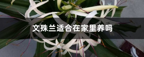 文殊兰适合在家里养吗