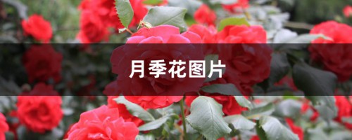 月季花图片