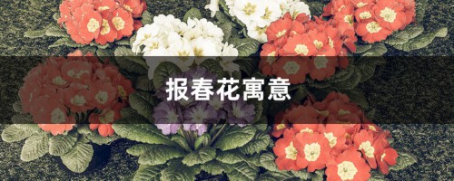 报春花寓意