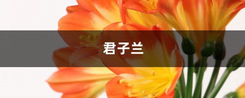 家里养盆君子兰，开花预示好兆头！你的君子兰开花了吗？