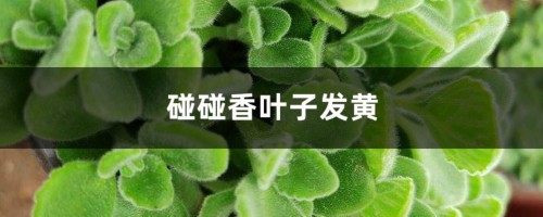 碰碰香黄叶的原因和处理办法