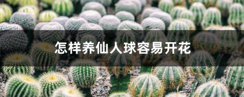 怎样养仙人球容易开花