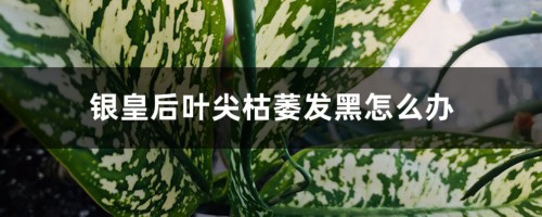 银皇后叶尖枯萎发黑怎么办