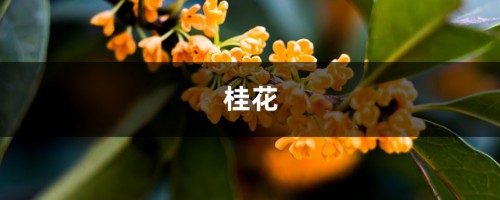 桂花盆栽里掺点“它”，枝芽冒不停，满园飘着桂花香