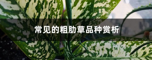 常见的粗肋草品种赏析