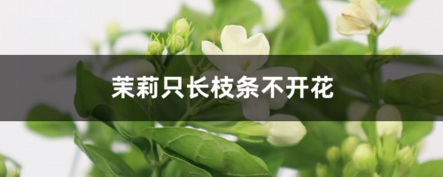 茉莉花的开花规律