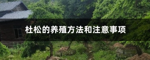 杜松的养殖方法和注意事项