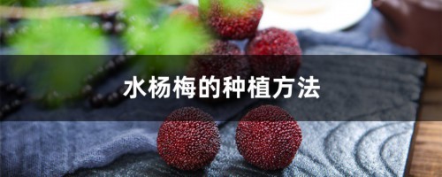 水杨梅的种植方法