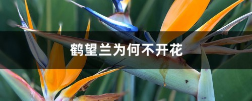 鹤望兰为何不开花