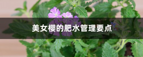 美女樱的肥水管理要点