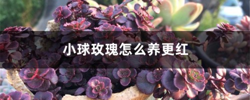 小球玫瑰怎么养更红