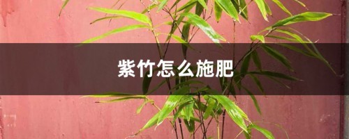 紫竹怎么施肥