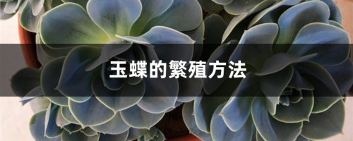 玉蝶的繁殖方法