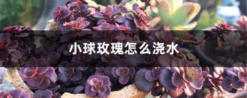 小球玫瑰怎么浇水