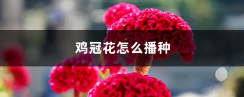 鸡冠花怎么播种