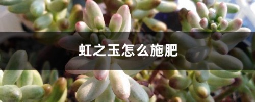 虹之玉怎么施肥