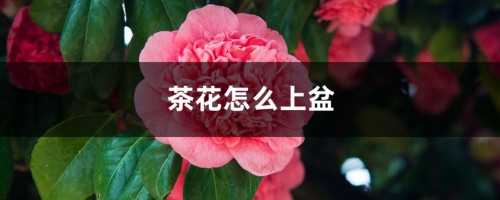 茶花怎么上盆