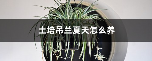 土培吊兰夏天怎么养