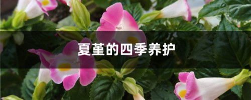 夏堇的四季养护